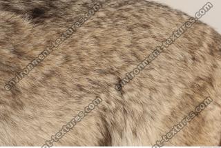 photo texture of fur 0019
